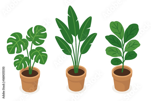 Indoor plant icon set. Isometric flat vector illustration of tropical potted houseplants. Monstera deliciosa, bird of paradise, and fiddle leaf fig. Home decor elements.