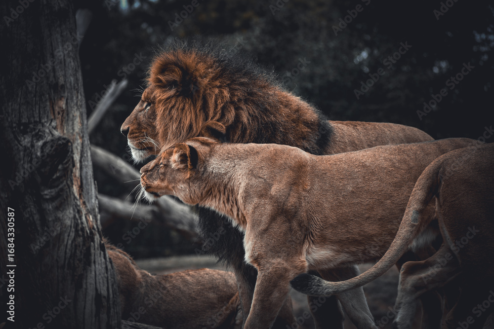 Naklejka premium Pride Love