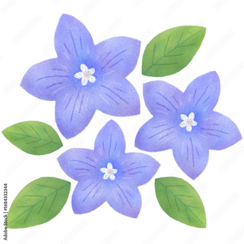 Fototapeta premium Japanese Bellflower with Leaves
