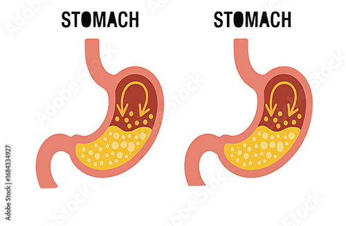 Understanding Stomach Digestion A Visual Guide to the Digestive Process