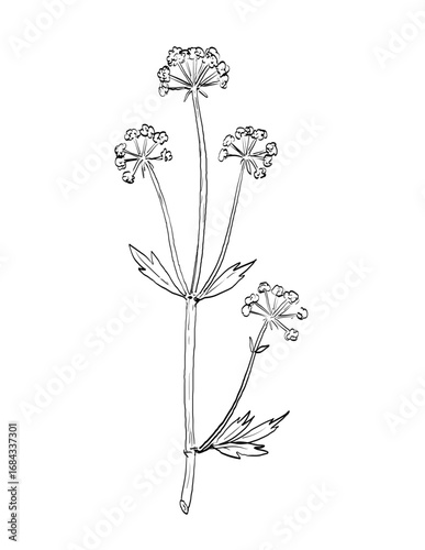 Drawing sketch style illustration of Lovage or Levisticum officinale, a perennial plant in the genus Levisticum in the family Apiaceae, used as spice herb done in black and white line art.
