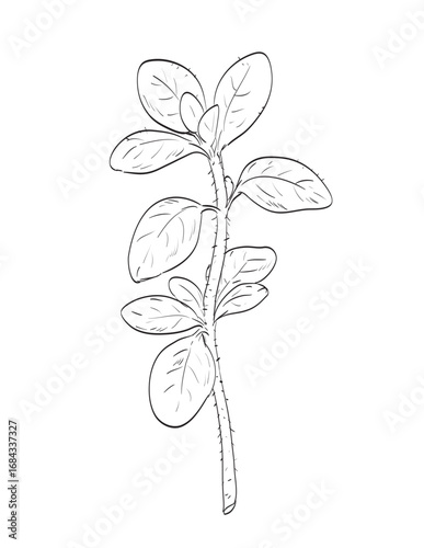 Drawing sketch style illustration of oregano or Origanum vulgare, a flowering plant in the mint family, Lamiaceae used as spice herb done in black and white line art on isolated white background.