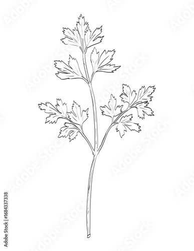 Drawing sketch style illustration of parsley, garden parsley or Petroselinum crispum in the family Apiaceae used as spice herb done in black and white line art on isolated white background.