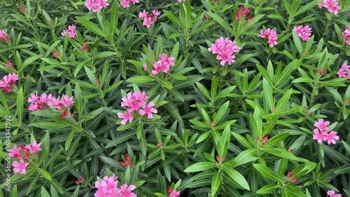 pink nerium oleander flower in garden