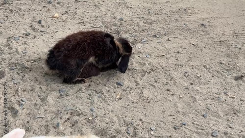 two rabbit playing on sand ground