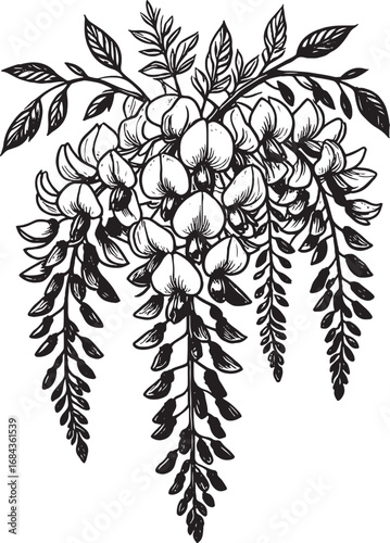 Elegant Wisteria Flower Branch Drawing in Black and White for Botanical and Artistic Projects Simple and Delicate Floral Illustration