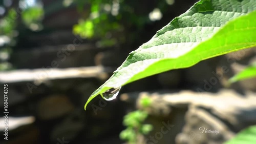 Macro Shot of Water Droplet on Leaf Tip Evokes Serenity and Reflects Nature's Beauty