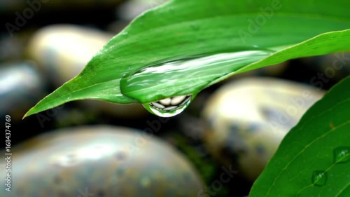 Macro shot of water droplets on a vibrant green leaf creating a serene and natural scene