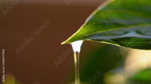 Macro Slow Motion of Water Droplet Dripping from Green Leaf, Nature Refreshing Scene