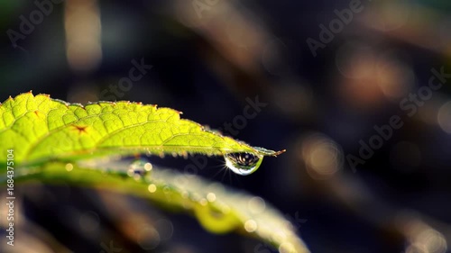 Macro view of a green leaf with a water droplet clinging to its tip glistening in the sun's gentle