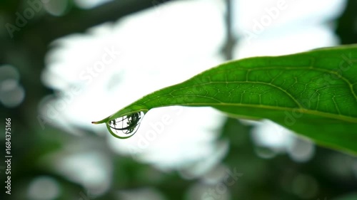 Macro view of a water drop on a green leaf with blurry background, ideal for nature concepts and
