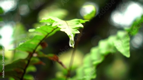 Nature's Beauty: Fern Leaf with Water Droplet Sparkling in the Morning Sunlight, Close-up