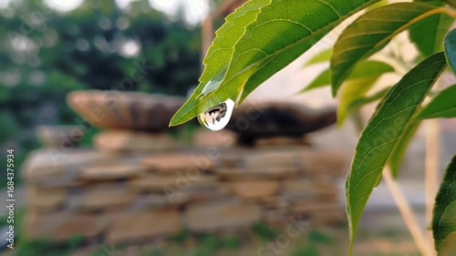 Nature's Jewel: A Captivating Close-Up of a Water Droplet Hanging from a Leaf's Tip