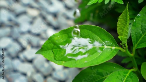 Raindrops cascade from verdant leaves in this refreshing nature stock video footage showcasing flora