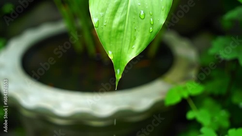 Water Dripping from a Peace Lily Leaf - Close-up View of Nature's Gentle Cycle