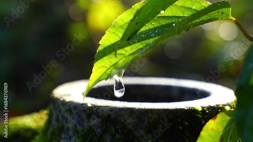 Water Droplet Falling From Leaf, Capturing Nature's Delicate Beauty and Tranquility