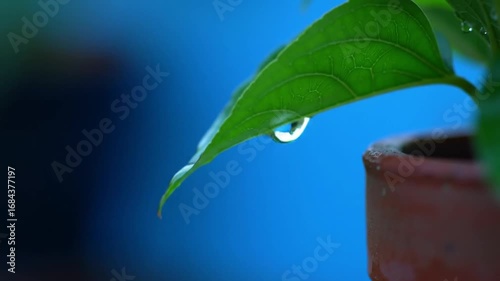Water droplet on a vibrant green leaf slowly detaches, showcasing nature's delicate balance in macro