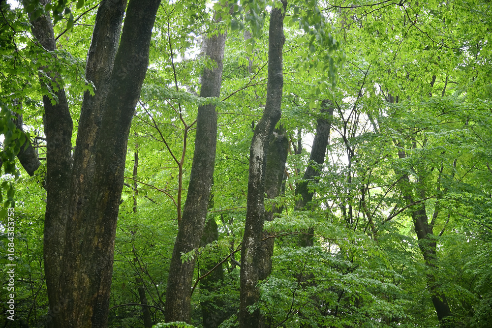 Naklejka premium 森 森林