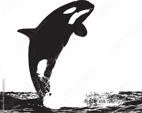 Orca Breaching the Ocean Surface Black and White Silhouette Majestic Marine Animal Illustration Whale Jumping Aquatic Mammal Wildlife Conservation Vector Art
