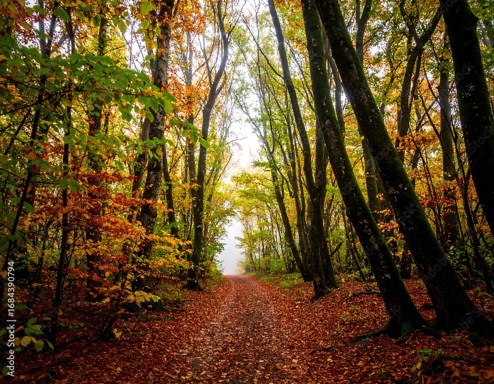 Obraz premium Autumnal forest path
