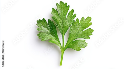 Phytochemical Profile and Bioactive Compound Analysis of Coriandrum sativum Leaf Extracts for Nutraceutical Applications