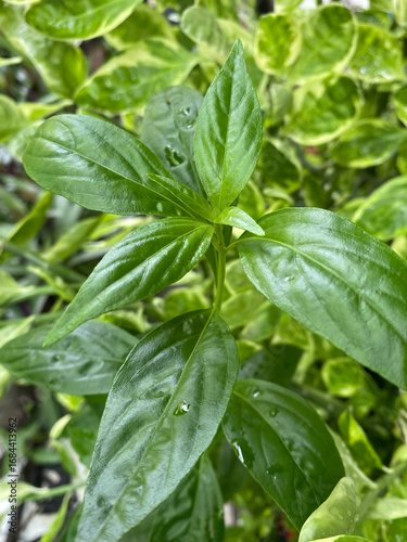 Wallpaper Mural close up of green Andrographis paniculata plant in the garden Torontodigital.ca