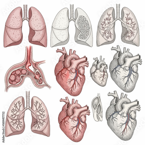 Anatomical illustrations of human lungs and hearts medical diagrams.