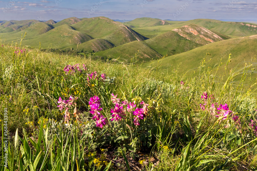 Obraz premium blooming Oxytropis conicata in the mountains of the Southern Urals on the Karamuruntau ridge at sunset