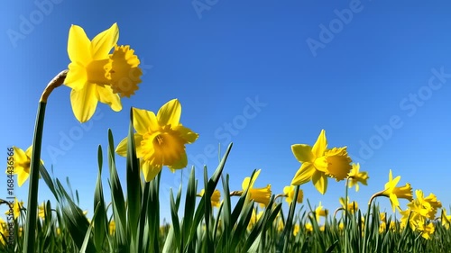 Vibrant yellow daffodils against a clear blue sky