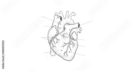Vector art of detailed anatomical illustration of a human heart, showcasing its internal structure and major vessels