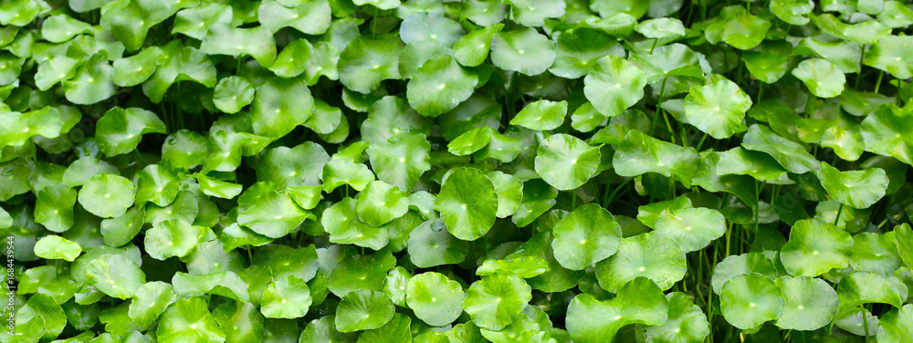 Obraz premium Herbal foliage texture of Centella asiatica.