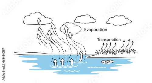 Illustration of the water cycle showing evaporation, transpiration, and precipitation