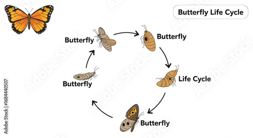 Vector art of butterfly life cycle diagram, , showing the stages of metamorphosis and growth of the insect
