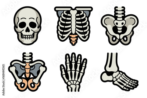Anatomical skeleton vector illustrations, skull and ribcage diagrams, pelvis and hand bones, foot anatomy icons, medical study graphics