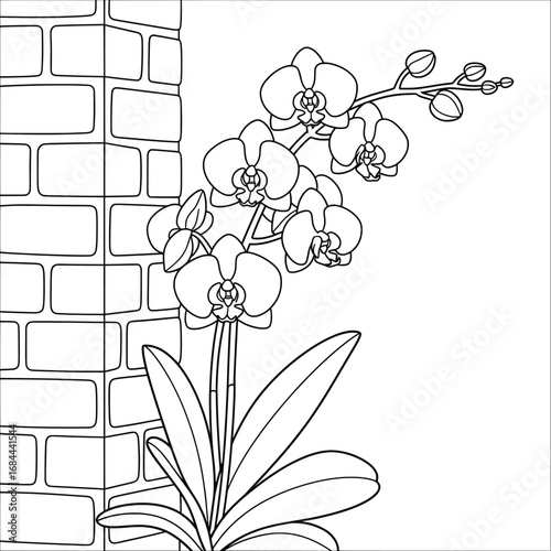Orchid flower vector illustration with blooming blossoms and buds on tall stems, large leaves at the base, and a brick wall background creating a simple decorative scene
