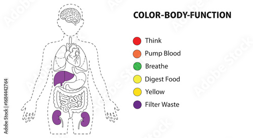 Vector art of human body functions are represented by colors in this diagram, showing organs and their roles