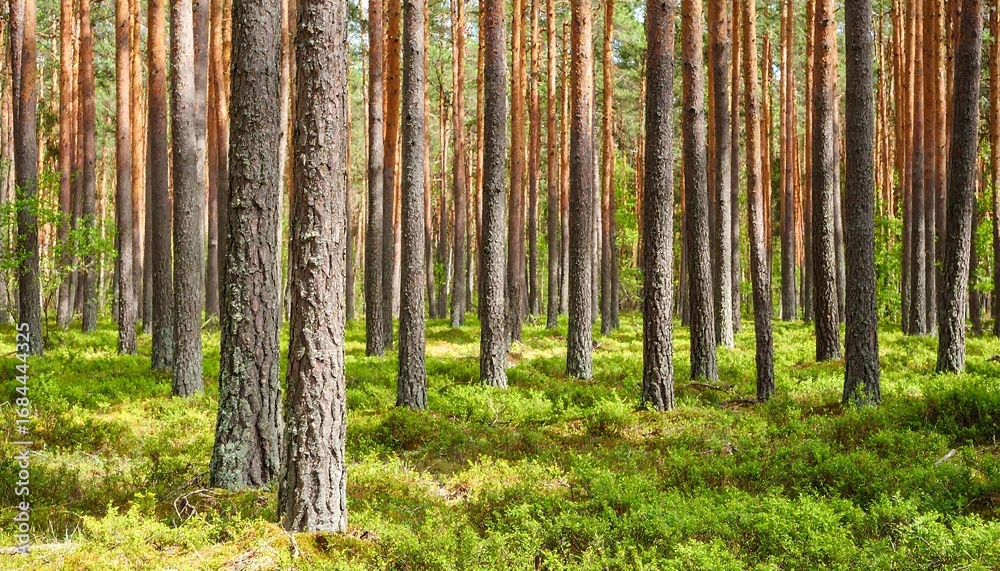 Fototapeta premium Pine forest floor, sunlight filtering through tall trees