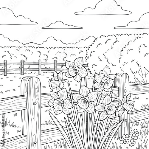 Daffodil flowers growing beside a rustic wooden fence line art vector illustration with scenic countryside background perfect for coloring pages floral projects cards and springtime artwork