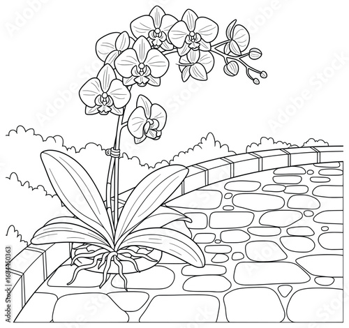 Orchid flowers blooming beside a decorative stone path with leafy foliage line art vector illustration designed for adult coloring pages and peaceful creative floral projects with natural charm