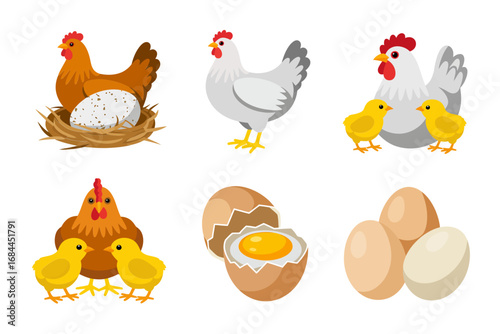Egg collection vector illustrations, whole eggs cracked shells yolk and whites, nest arrangements, organic farm food graphics