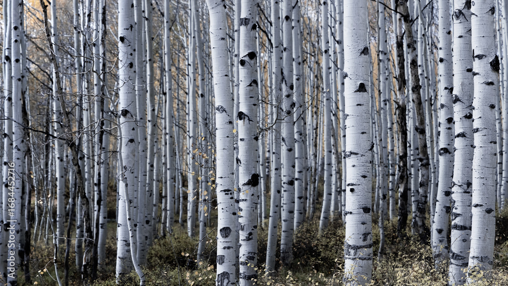 Fototapeta premium Tall Aspen trees in autumn time in Wasatch mountains Utah desaturated.