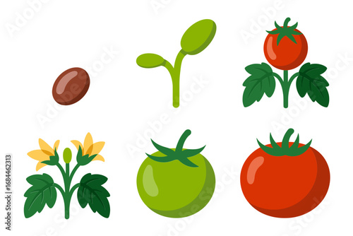 Green tomato growth vector icons, seed sprout leaves flowering fruiting plant stages, agricultural design collection, farming illustration graphics