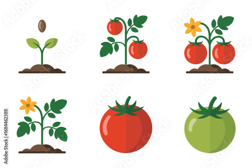 Vegetable tomato growth vector illustrations, sprouting plant stages flowering fruiting harvest, agriculture farming icons, gardening development graphics