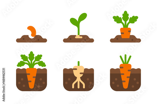Vegetable carrot development vector icons, growth stages seed sprouting leaf root harvest cycle, agriculture design elements, farming graphics