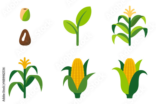Corn plant growth vector illustrations, seed sprouting stalk leaves cob development stages, agriculture farming icons, botanical crop graphics