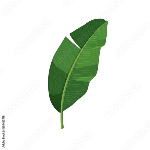 A vibrant vector illustration of a green banana leaf, perfect for tropical, nature, and botanical designs.