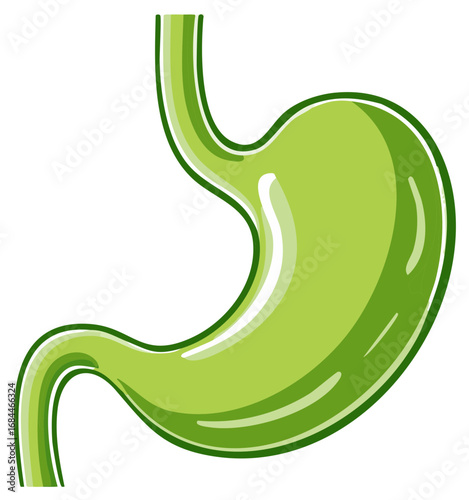 Illustration of the Human Stomach: Medical and Anatomical Concept