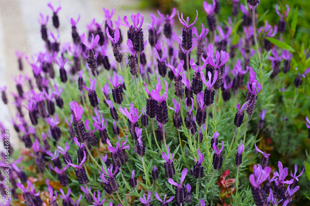Obraz premium Beautiful purple flowers of French Lavender