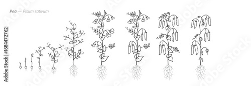 Illustrated growth stages of pea plants. Botanical monochrome black and white hand drawn vector Illustration