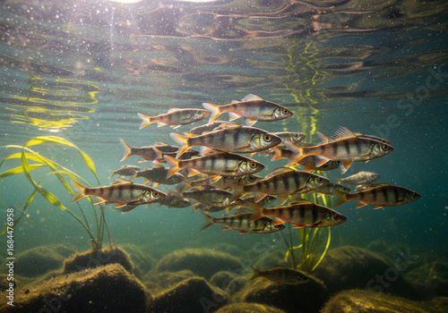 Freshwater fish swimming in a lake